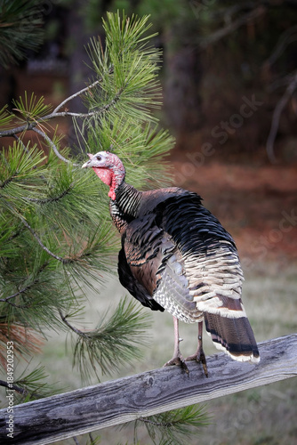 Portraiture of turkey on a fence.
