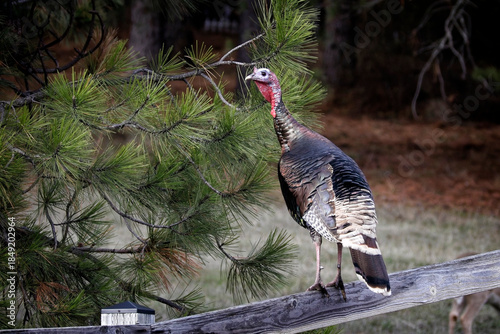  Turkey stands on wooden fence.