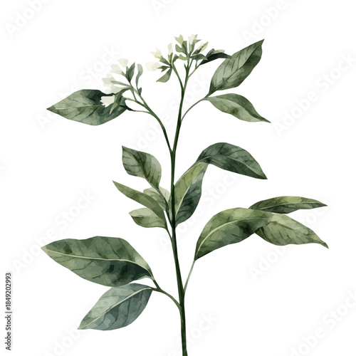 Hand-painted style, vectorized, vector set available in EPS An Elegant watercolor painting design collection_Watercolor_style_painting_of_a_anise_plant_on_a_white