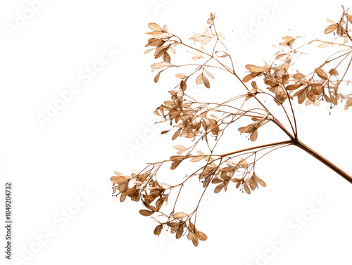 Dried plant branch with small seed pods and leaves