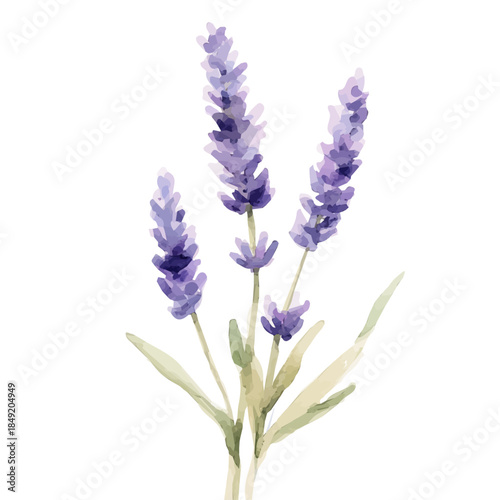 Watercolor_style_painting_of_a_lavender_flower_A vectorized, Hand-painted style, vector set available in EPS An Elegant watercolor painting design collection