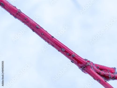 Close up of red osier branch in winter