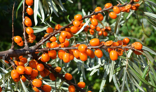 Canvastavla Branch of sea buckthorn (hippophae rhamnoides) with ripe berries