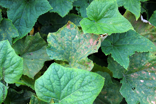 Fotografie Cucumber leaves affected by downy mildew (fungus Peronospora brassicae Gaum)
