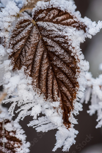 Frost-Covered Raspberry Leaf in Winter Macro. Close-up of a raspberry leaf covered in delicate hoarfrost crystals. Winter nature background with icy texture, cold weather details, and natural patterns
