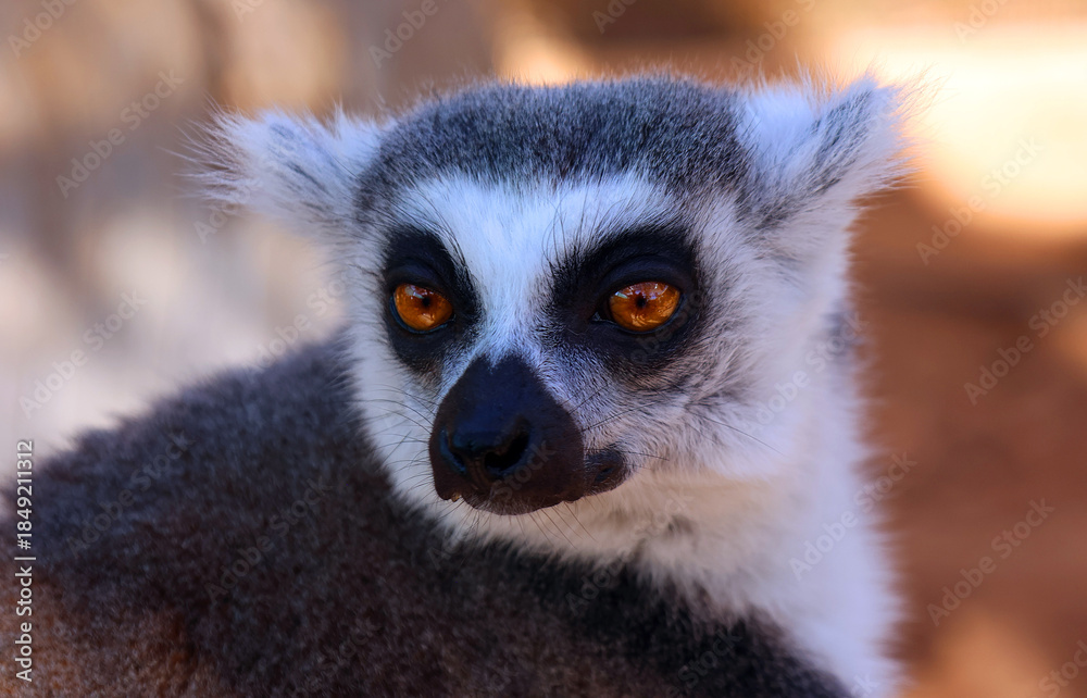 Obraz premium The ring-tailed lemur (Lemur catta) is a large strepsirrhine primate and the most recognized lemur due to its long, black and white ringed tail. 