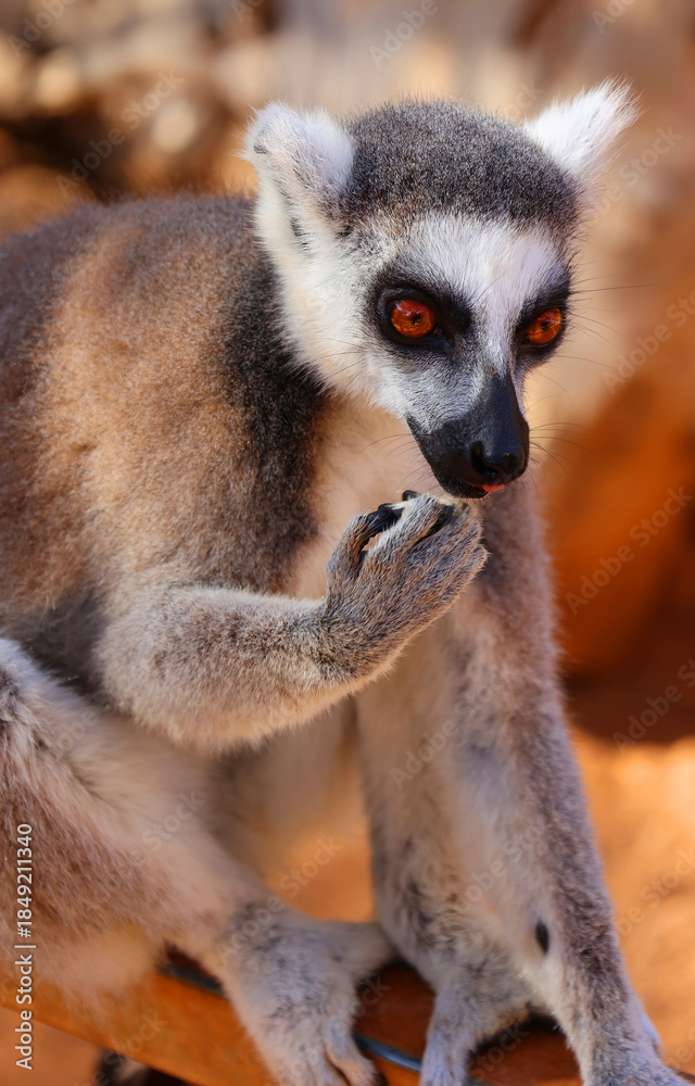 Obraz premium The ring-tailed lemur (Lemur catta) is a large strepsirrhine primate and the most recognized lemur due to its long, black and white ringed tail. 