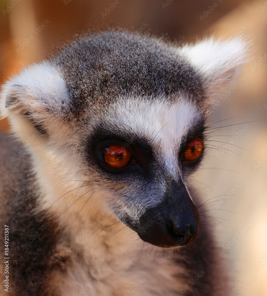 Obraz premium The ring-tailed lemur (Lemur catta) is a large strepsirrhine primate and the most recognized lemur due to its long, black and white ringed tail. 