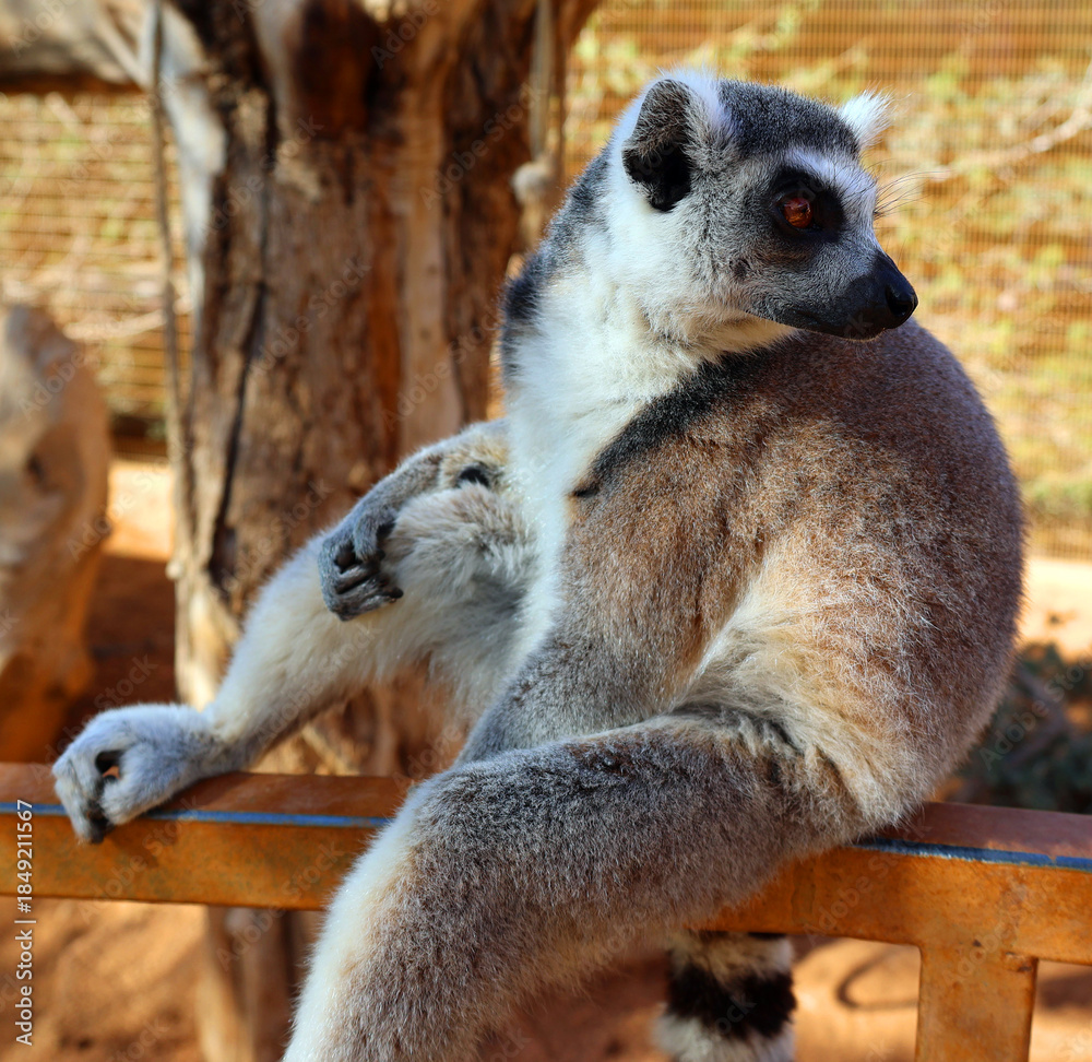 Obraz premium The ring-tailed lemur (Lemur catta) is a large strepsirrhine primate and the most recognized lemur due to its long, black and white ringed tail. 