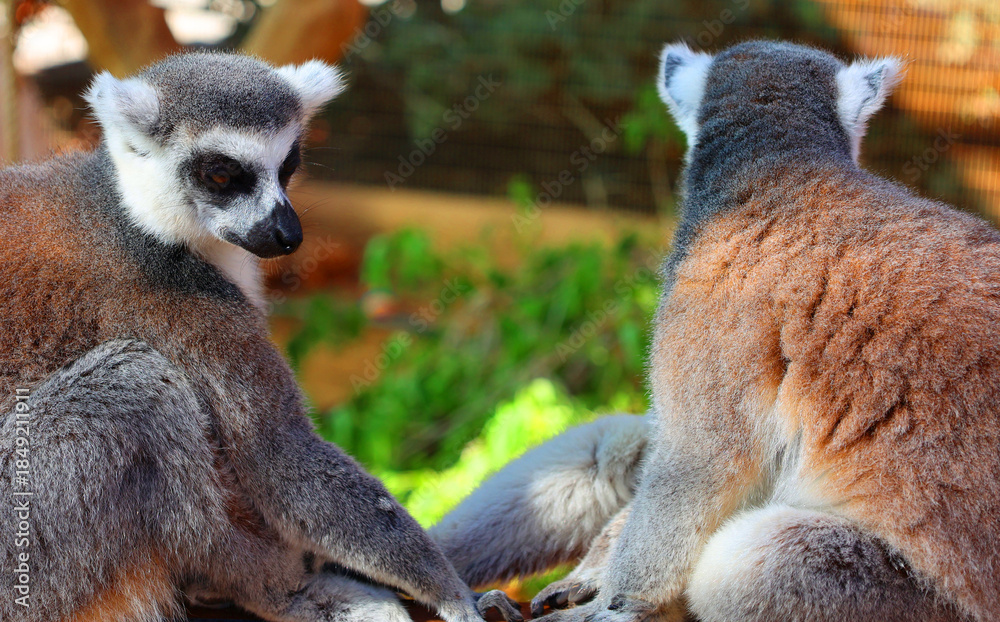 Obraz premium The ring-tailed lemur (Lemur catta) is a large strepsirrhine primate and the most recognized lemur due to its long, black and white ringed tail. 