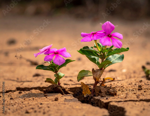 A cluster of wild, vibrant, pink Catharanthus roses (periwinkle) is shown growing strongly out of a crack in the laterite soil.