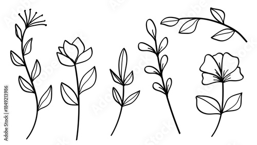 Botanical Leaves and Flowers Line Hand Drawn Vintage Collection Vector Set