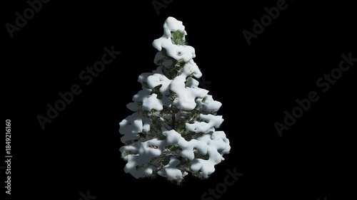 Snow Larix decidua tree swaying in Winter wind, realistic animation with transparent background and alpha channel in 4k.