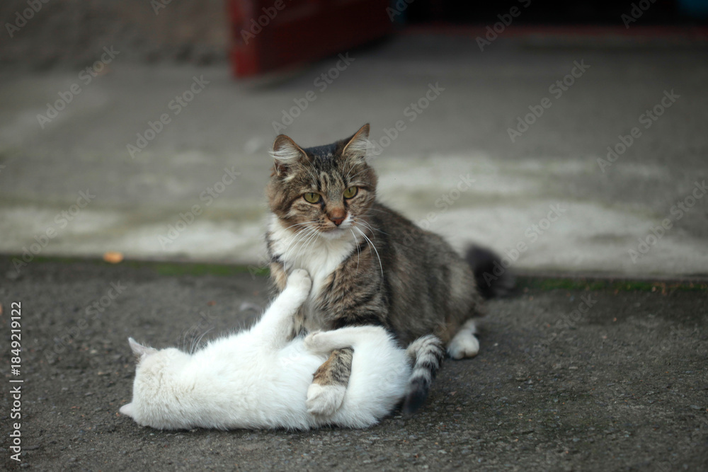 Naklejka premium Two cats sitting on ground