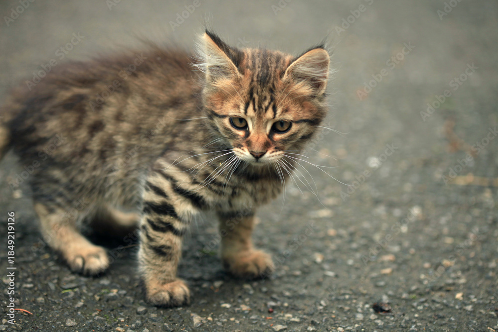 Naklejka premium Portrait of cute street cat