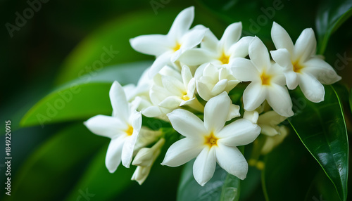 Close up photo of Madagascar Jasmine blossoms. White flowers with yellow centers and green leaves. Tropical floral background