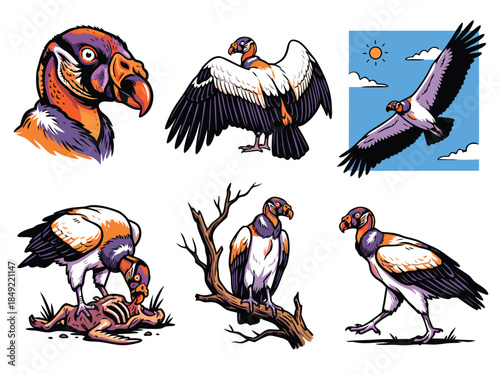 Collection of Andean Condor illustrations in various poses.
