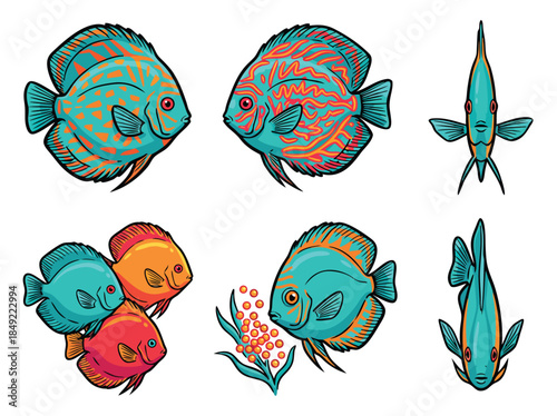 Collection of Discus Fish Illustrations in Various Poses.