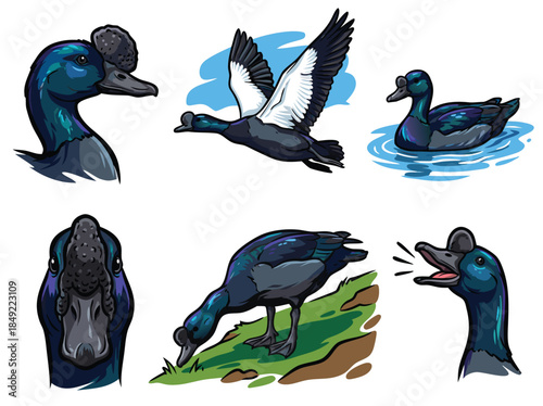 Collection of Diverse Duck Poses and Actions Illustrated.