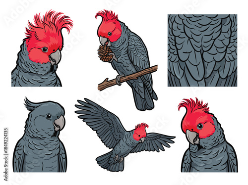 Collection of Gang Gang Cockatoo illustrations in various poses.