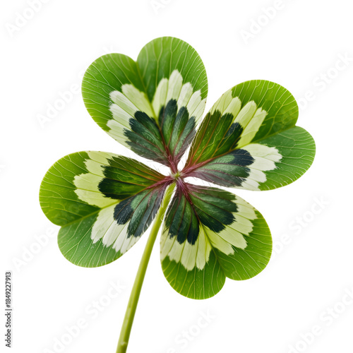Four Leaf Clover with Variegated Leaves in Green and White Colors on Isolated White Background for St. Patricks Day