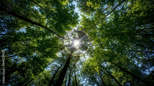 sun shining through trees