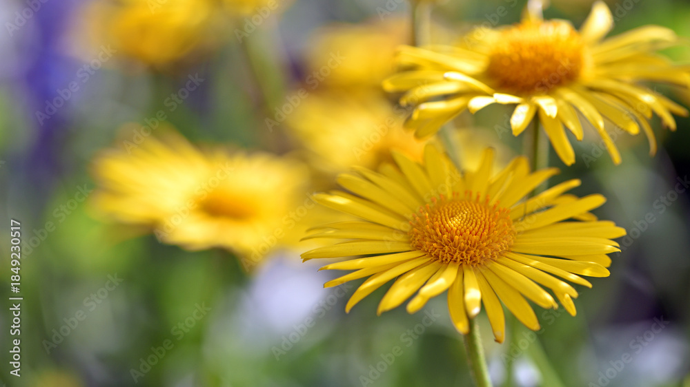 Naklejka premium yellow chamomile flowers close up. Doronicum orientale. Yellow flowers with long petals, on a sunny day. a flowering flower bed in spring or summer. blooming season, wild flower, beauty in nature