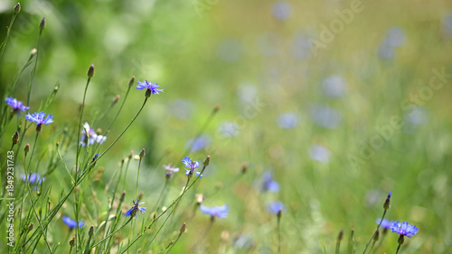 Centaurea cyanus. Cornflower. blue wildflowers, natural floral background. Wild field flowers, blurred background. summer meadow flower, blooms beautifully in blue. seasonal beauty of nature