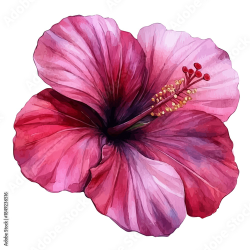 Hibiscus Flower, delicate painting watercolor vector with vivid brush accents, isolated on a white background.