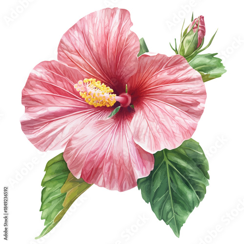 Hibiscus Flower, delicate painting watercolor vector with vivid brush accents, isolated on a white background.