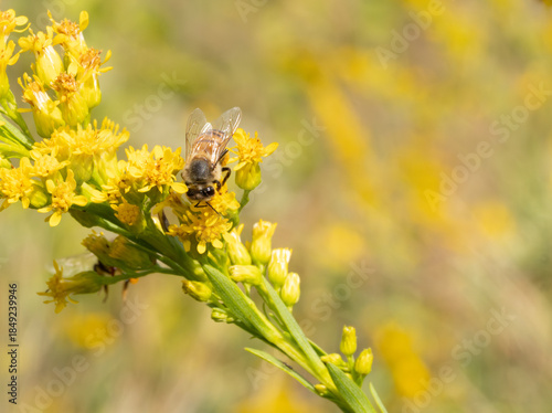 Honey Bee Gathering Pollen on a Goldenrod Flower