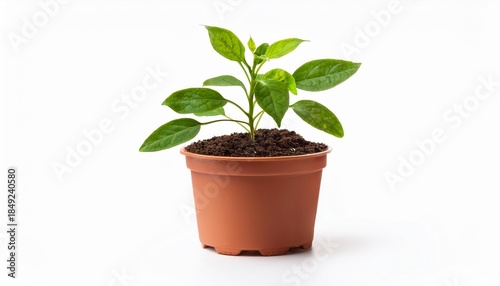Young plant in terracotta pot
