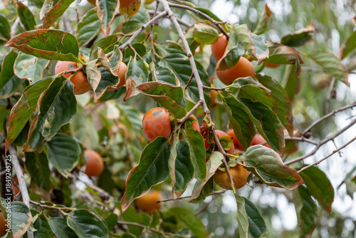 Persimmon plant with leaves and fruit