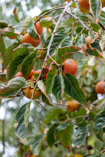 Persimmon plant with leaves and fruit