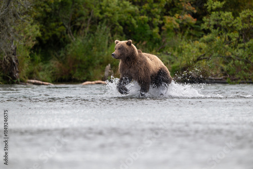 Alaskan brown bear chasing salmon in Brooks River at sunrise