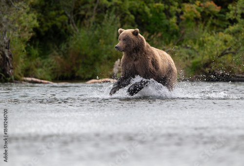 Alaskan brown bear chasing salmon in Brooks River at sunrise