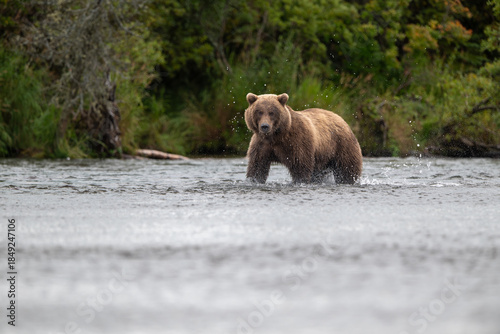 Alaskan brown bear chasing salmon in Brooks River at sunrise