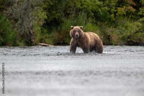 Alaskan brown bear chasing salmon in Brooks River at sunrise