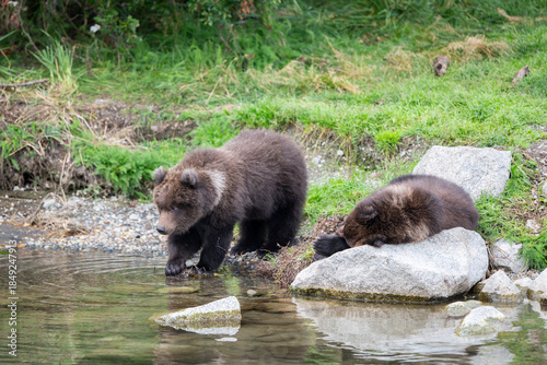 Two Alaskan brown bear cubs on the shoore of Nakek Lake.