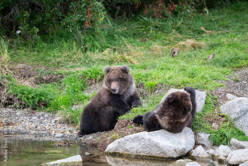 Two Alaskan brown bear cubs on the shoore of Nakek Lake.