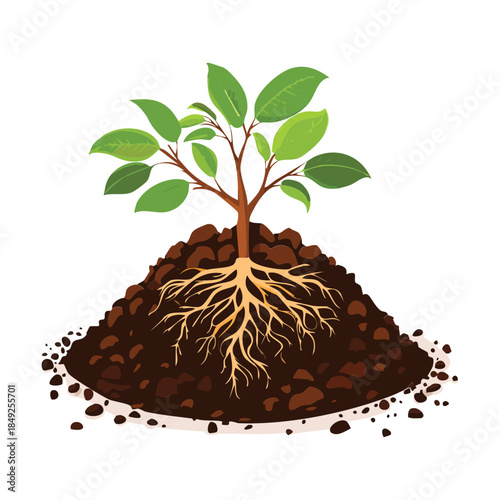 Cross section of young green plants with long roots growing in a soil mound