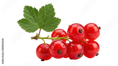 Tableau sur toile Red currant isolated PNG on transparent background, vibrant and juicy berries wi