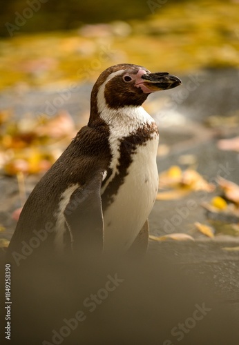 penguin on the rocks