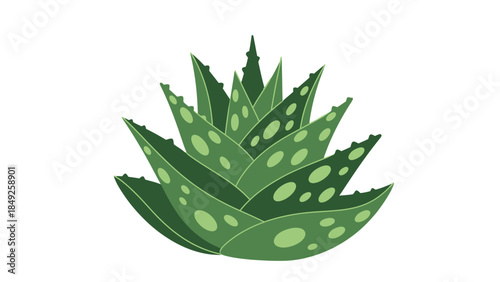 A fresh green aloe vera plant with herbal leaves is isolated on a white background as a natural botany decoration symbol of flora
