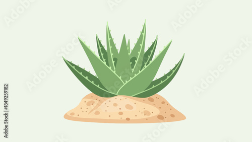 Aloe vera plant isolated on white background with fresh green leaves and natural botanical details