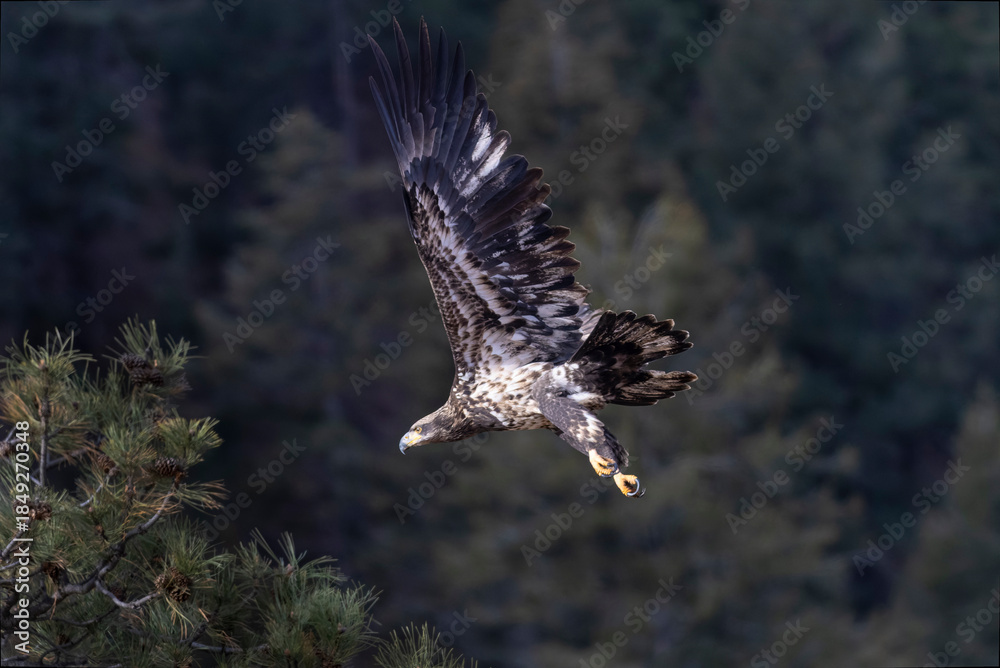 Obraz premium Juvi Bald Eagle