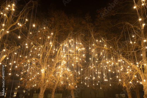Illuminated trees in a gloomy evening with mist and fog. 