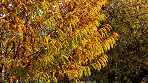 Photography Autumnal backlighting on chestnut leaves