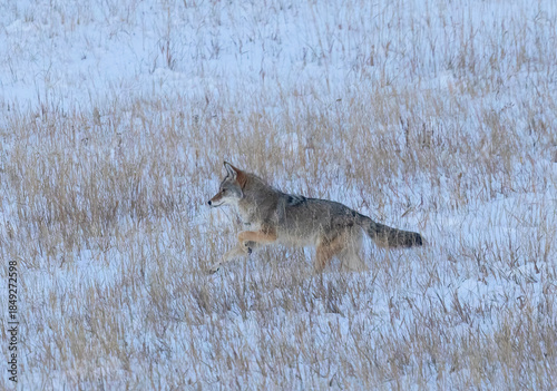 Coyote at Winter Dawn