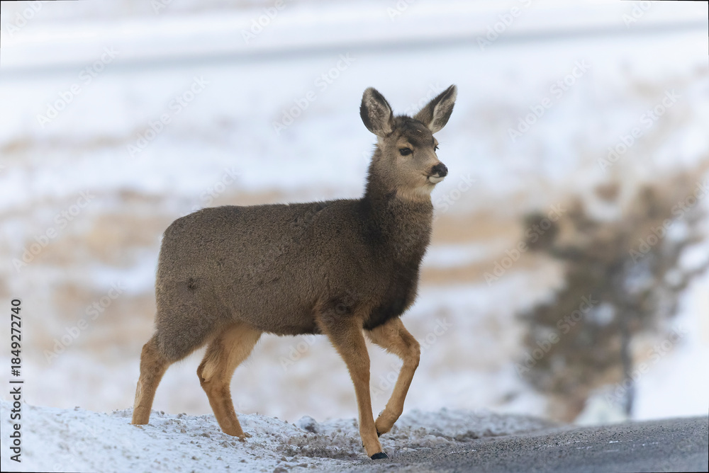 Obraz premium Mule Deer Herd